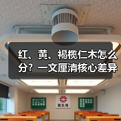 红、黄、褐榄仁木怎么分？一文厘清核心差异与应用边界（图3）