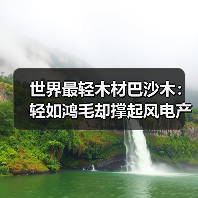 世界最轻木材巴沙木：轻如鸿毛却撑起风电产业半边天