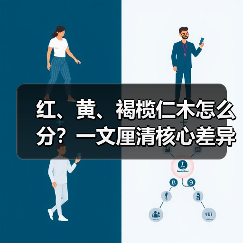 红、黄、褐榄仁木怎么分？一文厘清核心差异与应用边界（图4）
