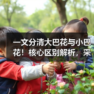 一文分清大巴花与小巴花!核心区别解析,采购避坑必看(图3) 一文分清大巴花与小巴花!核心区别解析,采购避坑必看(图3)