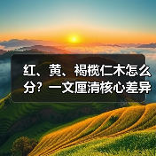 红、黄、褐榄仁木怎么分?一文厘清核心差异与应用边界(图4) 红、黄、褐榄仁木怎么分?一文厘清核心差异与应用边界(图4)