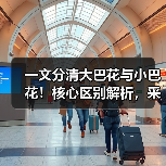 一文分清大巴花与小巴花！核心区别解析，采购避坑必看