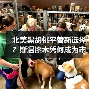 北美黑胡桃平替新选择？斯温漆木凭何成为市场新宠