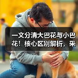 一文分清大巴花与小巴花！核心区别解析，采购避坑必看（图2）