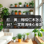 红、黄、褐榄仁木怎么分？一文厘清核心差异与应用边界（图2）