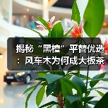 揭秘“黑檀”平替优选：风车木为何成大板茶桌高端材质新宠？