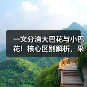 一文分清大巴花与小巴花！核心区别解析，采购避坑必看（图2）