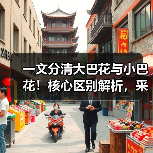 一文分清大巴花与小巴花!核心区别解析,采购避坑必看(图2) 一文分清大巴花与小巴花!核心区别解析,采购避坑必看(图2)