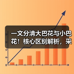 一文分清大巴花与小巴花！核心区别解析，采购避坑必看（图4）