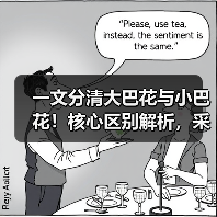 一文分清大巴花与小巴花！核心区别解析，采购避坑必看