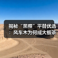 揭秘“黑檀”平替优选：风车木为何成大板茶桌高端材质新宠？