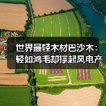 世界最轻木材巴沙木：轻如鸿毛却撑起风电产业半边天（图4）