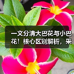 一文分清大巴花与小巴花!核心区别解析,采购避坑必看(图3) 一文分清大巴花与小巴花!核心区别解析,采购避坑必看(图3)