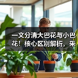 一文分清大巴花与小巴花!核心区别解析,采购避坑必看(图3) 一文分清大巴花与小巴花!核心区别解析,采购避坑必看(图3)