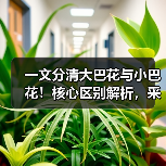 一文分清大巴花与小巴花！核心区别解析，采购避坑必看