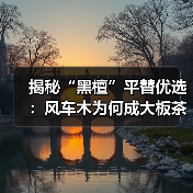 揭秘“黑檀”平替优选:风车木为何成大板茶桌高端材质新宠?(图3) 揭秘“黑檀”平替优选:风车木为何成大板茶桌高端材质新宠?(图3)