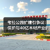 考拉公园扩建引争议：保护与40亿木材产业的博弈如何平衡？