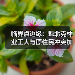 临界点边缘：魁北克林业工人与原住民冲突加剧，政府修正案能否破局？（图2）