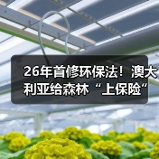 26年首修环保法!澳大利亚给森林“上保险”,林业界慌了?(图3) 26年首修环保法!澳大利亚给森林“上保险”,林业界慌了?(图3)