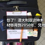 惊了!澳大利亚这种木材够用到2050年,凭啥这么“豪横”?(图2) 惊了!澳大利亚这种木材够用到2050年,凭啥这么“豪横”?(图2)
