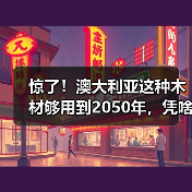 惊了！澳大利亚这种木材够用到2050年，凭啥这么“豪横”？