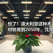 惊了!澳大利亚这种木材够用到2050年,凭啥这么“豪横”?(图3) 惊了!澳大利亚这种木材够用到2050年,凭啥这么“豪横”?(图3)