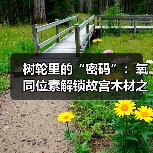 树轮里的“密码”:氧同位素解锁故宫木材之谜(图1) 树轮里的“密码”:氧同位素解锁故宫木材之谜(图1)