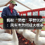 揭秘“黑檀”平替优选:风车木为何成大板茶桌高端材质新宠?(图4) 揭秘“黑檀”平替优选:风车木为何成大板茶桌高端材质新宠?(图4)