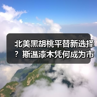北美黑胡桃平替新选择?斯温漆木凭何成为市场新宠(图1) 北美黑胡桃平替新选择?斯温漆木凭何成为市场新宠(图1)