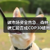 碳市场资金告急,森林碳汇能否成COP30破局关键?(图1) 碳市场资金告急,森林碳汇能否成COP30破局关键?(图1)