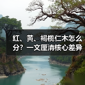 红、黄、褐榄仁木怎么分?一文厘清核心差异与应用边界(图4) 红、黄、褐榄仁木怎么分?一文厘清核心差异与应用边界(图4)