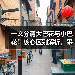 一文分清大巴花与小巴花!核心区别解析,采购避坑必看(图4) 一文分清大巴花与小巴花!核心区别解析,采购避坑必看(图4)
