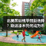 北美黑胡桃平替新选择?斯温漆木凭何成为市场新宠(图1) 北美黑胡桃平替新选择?斯温漆木凭何成为市场新宠(图1)