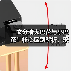 一文分清大巴花与小巴花!核心区别解析,采购避坑必看(图1) 一文分清大巴花与小巴花!核心区别解析,采购避坑必看(图1)