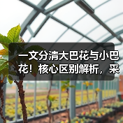 一文分清大巴花与小巴花!核心区别解析,采购避坑必看(图4) 一文分清大巴花与小巴花!核心区别解析,采购避坑必看(图4)