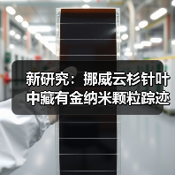 新研究:挪威云杉针叶中藏有金纳米颗粒踪迹(图1) 新研究:挪威云杉针叶中藏有金纳米颗粒踪迹(图1)