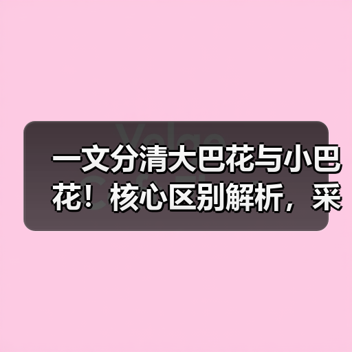 一文分清大巴花与小巴花!核心区别解析,采购避坑必看(图2) 一文分清大巴花与小巴花!核心区别解析,采购避坑必看(图2)