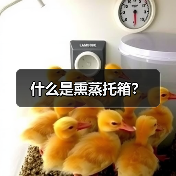 什么是熏蒸托箱?(图1) 什么是熏蒸托箱?(图1)