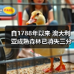自1788年以来 澳大利亚成熟森林已消失三分之二(图1) 自1788年以来 澳大利亚成熟森林已消失三分之二(图1)
