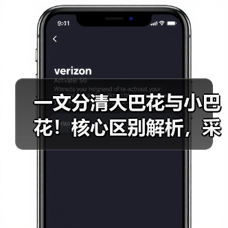一文分清大巴花与小巴花!核心区别解析,采购避坑必看(图2) 一文分清大巴花与小巴花!核心区别解析,采购避坑必看(图2)