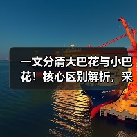 一文分清大巴花与小巴花!核心区别解析,采购避坑必看(图1) 一文分清大巴花与小巴花!核心区别解析,采购避坑必看(图1)