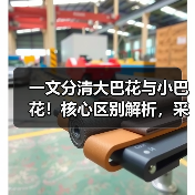 一文分清大巴花与小巴花!核心区别解析,采购避坑必看(图3) 一文分清大巴花与小巴花!核心区别解析,采购避坑必看(图3)