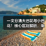 一文分清大巴花与小巴花!核心区别解析,采购避坑必看(图4) 一文分清大巴花与小巴花!核心区别解析,采购避坑必看(图4)