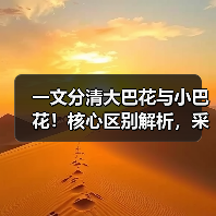 一文分清大巴花与小巴花!核心区别解析,采购避坑必看(图2) 一文分清大巴花与小巴花!核心区别解析,采购避坑必看(图2)