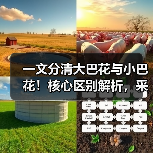 一文分清大巴花与小巴花!核心区别解析,采购避坑必看(图4) 一文分清大巴花与小巴花!核心区别解析,采购避坑必看(图4)