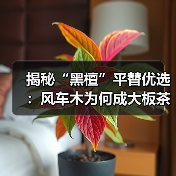 揭秘“黑檀”平替优选:风车木为何成大板茶桌高端材质新宠?(图1) 揭秘“黑檀”平替优选:风车木为何成大板茶桌高端材质新宠?(图1)