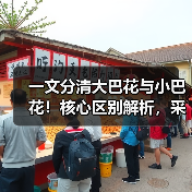 一文分清大巴花与小巴花!核心区别解析,采购避坑必看(图2) 一文分清大巴花与小巴花!核心区别解析,采购避坑必看(图2)