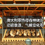 澳大利亚热带森林碳汇功能衰退，气候变化引发生态临界点预警