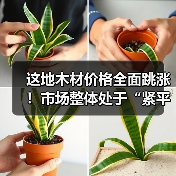 这地木材价格全面跳涨!市场整体处于“紧平衡”状态(图2) 这地木材价格全面跳涨!市场整体处于“紧平衡”状态(图2)