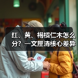 红、黄、褐榄仁木怎么分?一文厘清核心差异与应用边界(图3) 红、黄、褐榄仁木怎么分?一文厘清核心差异与应用边界(图3)